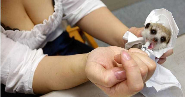 陳女去年9月試圖夾帶狐獴等動物闖關,被海關發現法辦,近日卻又重出江湖。(圖/報系資料庫)