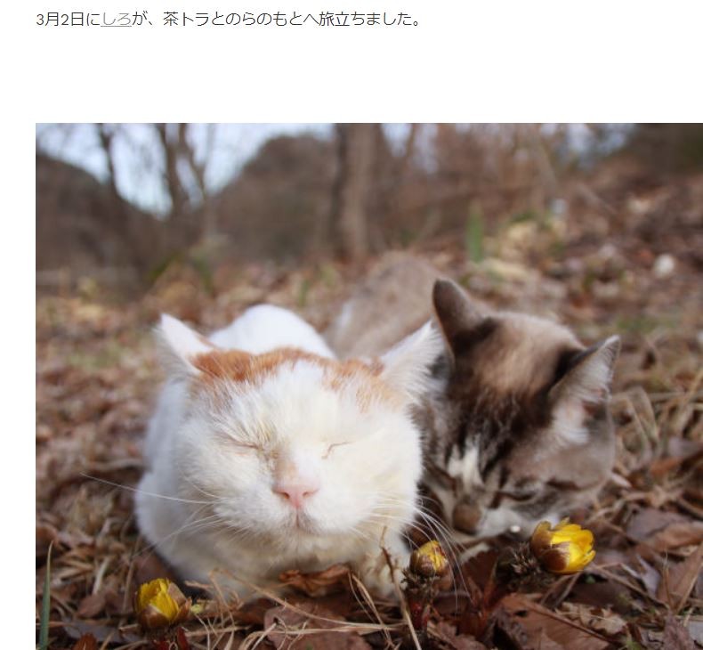▲日本網紅貓「貓叔」Shiro過世。（圖／翻攝自IG@nosenekoshiro）