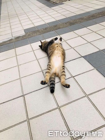 ▲小貓躺在地上翻肚。