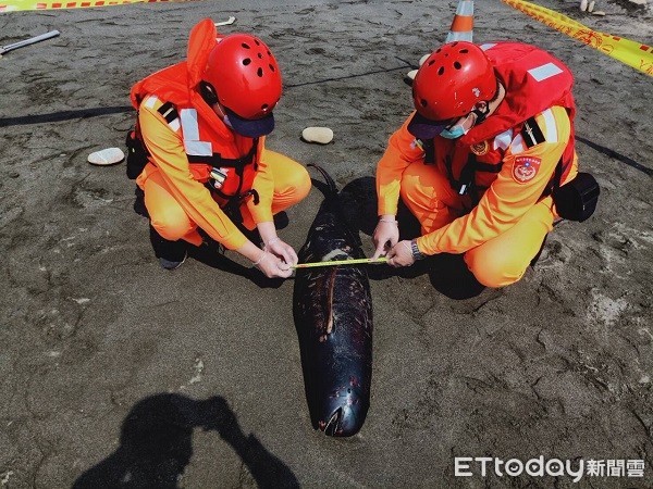 ▲並由中華鯨豚協會人員管制死亡鯨豚採樣事宜。（圖／海巡署北部分署提供）