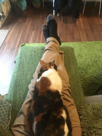 黏人貓趴假大腿。（圖／翻攝自Boredpanda）
