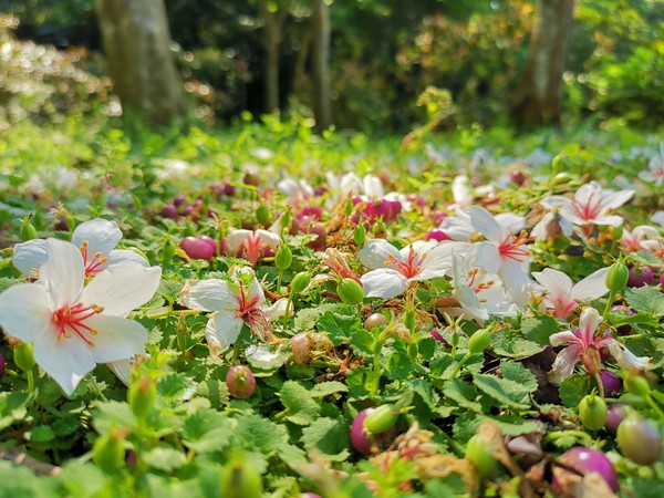 ▲新北桐花祭。（圖／新北市政府客家事務局提供）