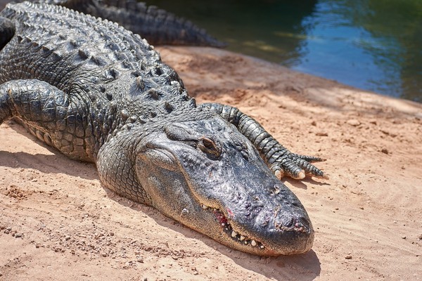 ▲鱷魚具有強大咬合力。（圖／取自免費圖庫Pixabay）