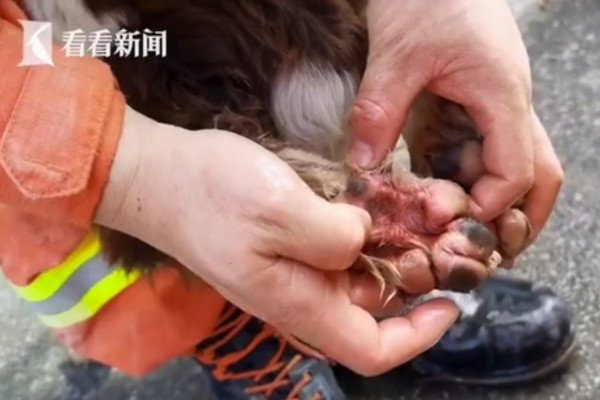 福州欣佳酒店倒塌，搜救犬貝貝受傷。（圖／翻攝自看看新聞）