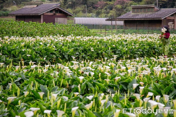 ▲▼2020竹子湖海芋季及繡球花季-財福海芋園。（圖／記者周宸亘攝）