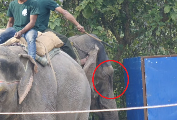 奇旺大象節毆打大象。（圖／翻攝自PETA）