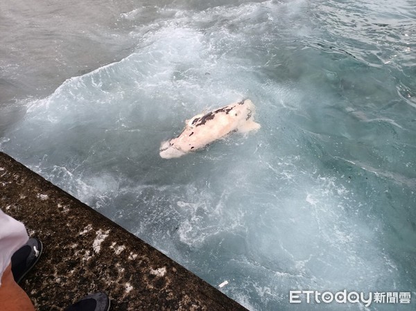 ▲綠島鄉公館漁港內發現死亡虎鯨。（圖／第一三海巡隊提供，下同）