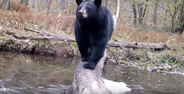 （圖／翻攝自YouTube／Bush`s Pennsylvania Wildlife Camera）