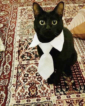 在邱昊奇眼中，黑貓神祕優雅，有種莫名的魅力。（圖／翻攝自邱昊奇臉書）
