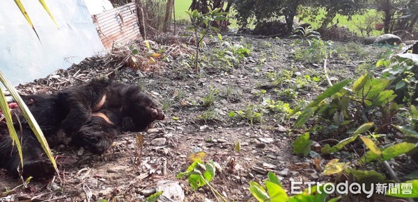 ▲▼花蓮南安田區發現已死亡的成年台灣黑熊。（圖／花蓮林管處提供，下同）
