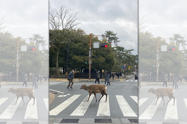 在奈良市區，1隻鹿正巧在綠燈時穿越馬路，給人「鹿也會守交通規則」的錯覺。（翻攝自Twitter）