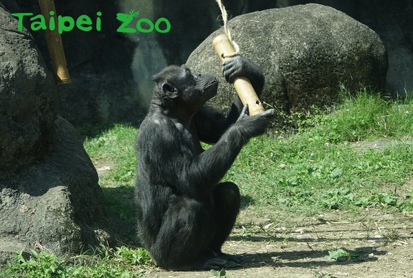 動物園發新玩具！公猩猩一拳打爆。（圖／臺北市立動物園提供）