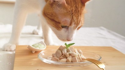 輕鬆做出營養鮮食！貓皇便祕必吃「滑滑雞」　強化免疫力又能潤腸