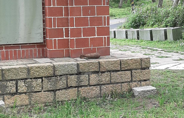 ▲▼金門未爆彈 。(圖/蔡姓民眾提供) ▲▼金門未爆彈 。(圖/蔡姓民眾提供)