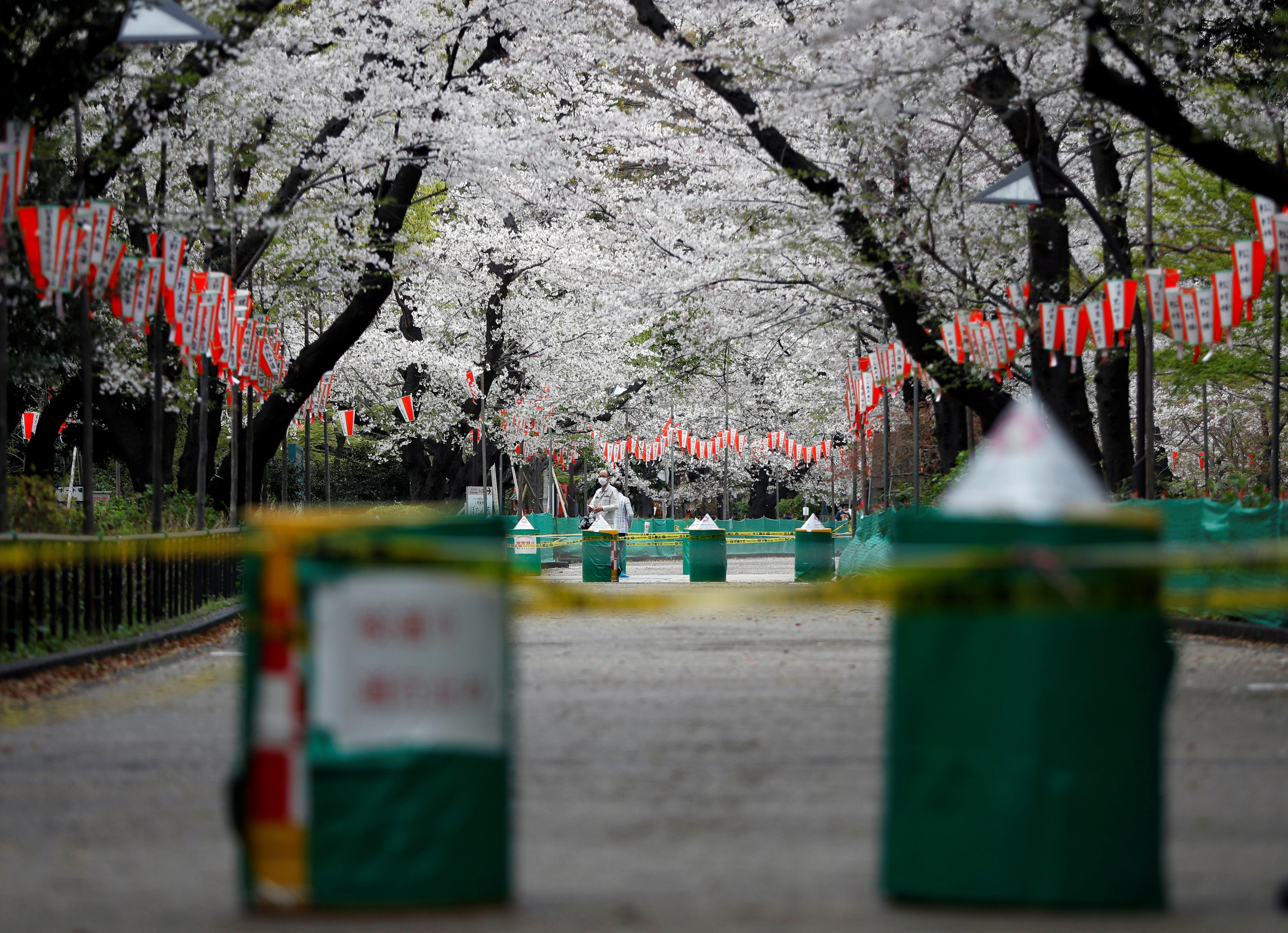 ▲▼ 日本櫻花季受疫情影響賞櫻大道空蕩蕩。（圖／路透）