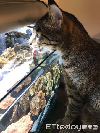 虎斑貓喝魚缸水。（圖／飼主Ines Lee提供）
