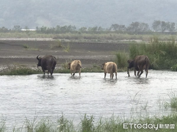▲4隻水牛原來沿著秀姑巒溪一路吃草。（圖／玉里分局提供，下同）