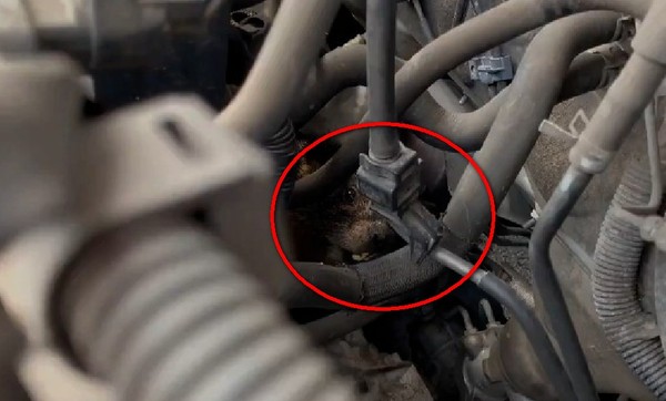 車內聽到詭異「吱吱聲」她送去維修　打開引擎發現可憐土撥鼠！（圖／翻攝自推特／Utah DWR）