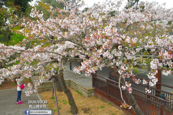 ▲阿里山櫻花。（圖／翻攝自臉書專頁《漫步在雲端的阿里山》）