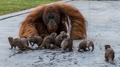 紅毛猩猩超稀有「下樹調戲水獺」照曝光　園方放心讓牠們多元成家