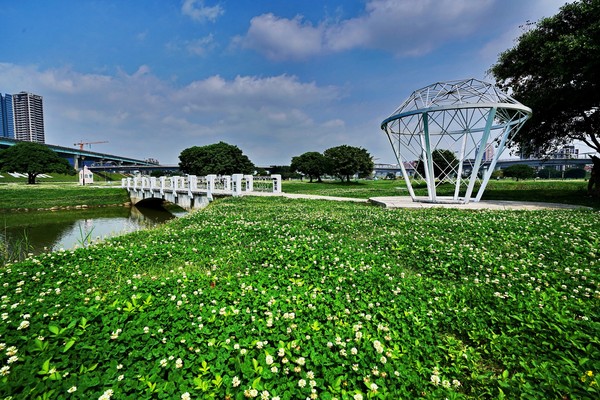 ▲新北大都會公園、大漢橋下、光復壘球場、柑園橋下等河濱公園，皆可看到白花三葉草綻放盛景。（圖／新北市高管處提供）