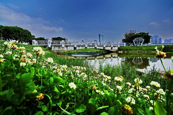 ▲新北大都會公園、大漢橋下、光復壘球場、柑園橋下等河濱公園，皆可看到白花三葉草綻放盛景。（圖／新北市高管處提供）