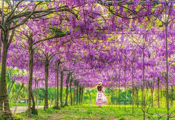 ▲紫藤咖啡園 （二店）（水源園區） 。（圖／IG@molly888666提供，請勿隨意翻拍，以免侵權）