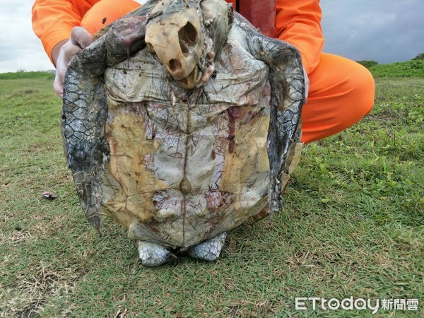 ▲花蓮海洋公園前海岸發現1隻已死亡綠蠵龜。（圖／第一二海巡隊提供，下同）
