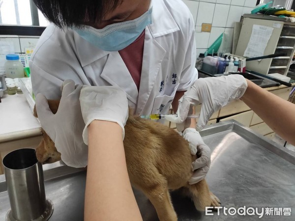 ▲嘉縣傳動物收容所死亡率高 。（圖／嘉義縣政府提供）