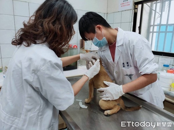 ▲嘉縣傳動物收容所死亡率高 。（圖／嘉義縣政府提供）