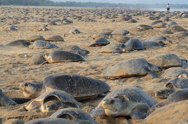 ▲疫情遊客銳減！　近28隻欖蠵龜「上岸築巢」已7年未見。（圖／翻攝自IG／@bipro_seas）