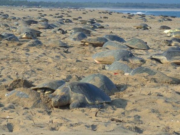 ▲疫情遊客銳減！　近28隻欖蠵龜「上岸築巢」已7年未見。（圖／翻攝自IG／@bipro_seas）