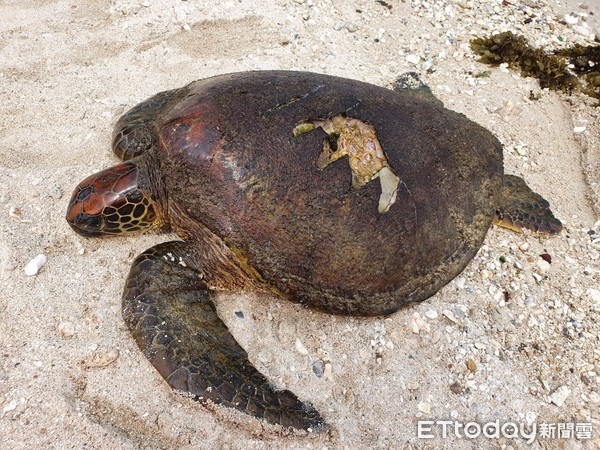 ▲這隻綠蠵龜被發現躺在屏東縣小琉球東北方漁福沙灘，背甲受傷            。（圖／記者陳崑福翻攝）