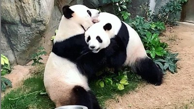 沒遊客圍觀突然有「性」趣　熊貓CP終於愛的鼓勵　園方感動：等十年了！