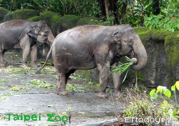 ▲動物園大象「友愷」。（圖／臺北市立動物園提供，請勿隨意翻拍，以免侵權。）