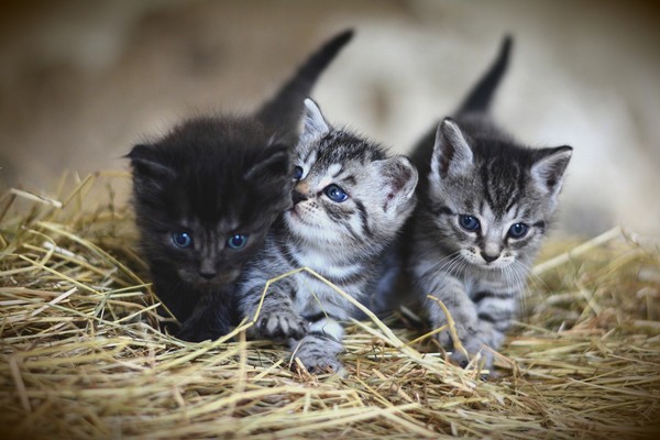 ▲國外一名女子飼養的3隻貓模樣超可愛，每天都吸引鄰居停在她家們口。（示意圖／取自免費圖庫Pixabay）