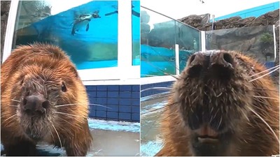 休館躲肺炎！河狸當「一日館長」巡邏水族館　對鏡頭露牙燦笑