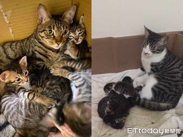 ▲虎斑媽媽生下小孩，有時家裡的貓（右）會幫忙照顧。（圖／網友李侑倫授權提供）