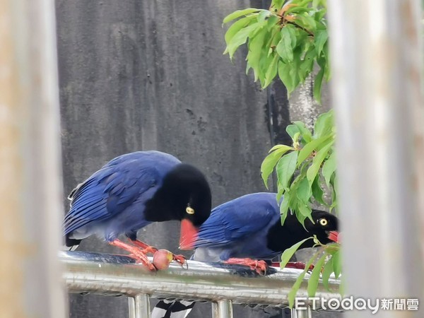 ▲目擊「偷吃」現場時，台灣藍鵲的腳上還卡著一顆小果子。（圖／網友強哥授權提供）
