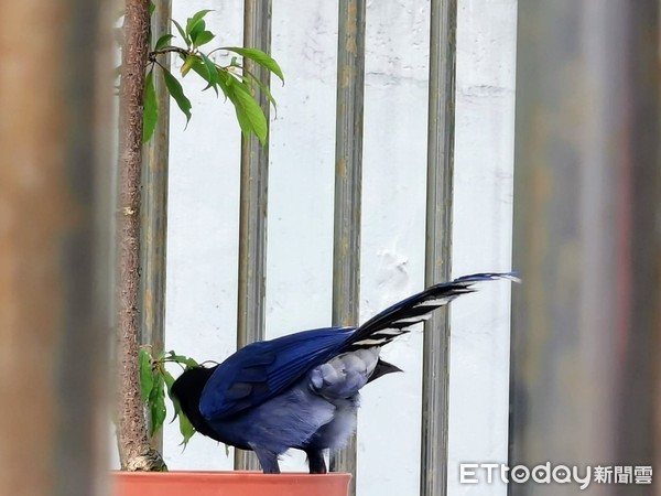 ▲吃飽後，台灣藍鵲低頭尋找果子的藏匿點。（圖／網友強哥授權提供）