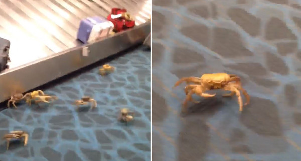 「螃蟹大軍」在行李轉盤大爆走！（圖／翻攝自Facebook／Robert Roussel）