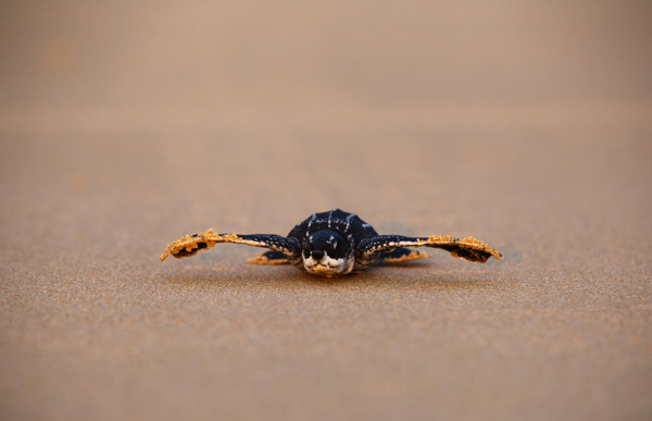 ▲▼泰國海灘發現大量稜皮龜巢。（圖／路透）