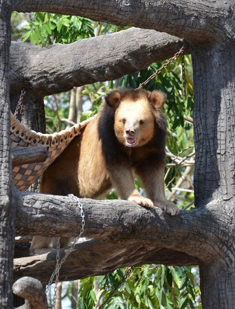 ▲謎樣生物一身金毛「像熊又像獅子」　保育員卻說牠超溫柔。（圖／翻攝自Free the Bears）