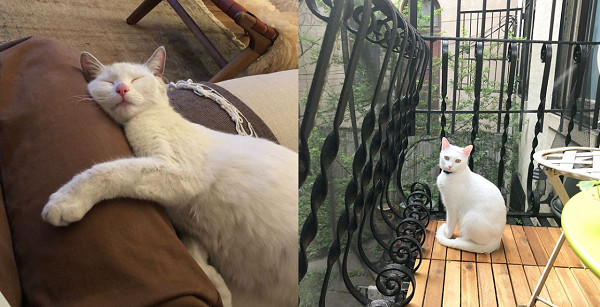 ▲▼夫妻收編親人白貓1個月獲得「史詩級驚喜」！　網笑：動機不單純。（圖／翻攝自Instagram:bk_kitty_）