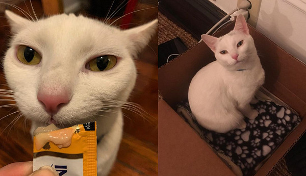 ▲▼夫妻收編親人白貓1個月獲得「史詩級驚喜」！　網笑：動機不單純。（圖／翻攝自Instagram:bk_kitty_）