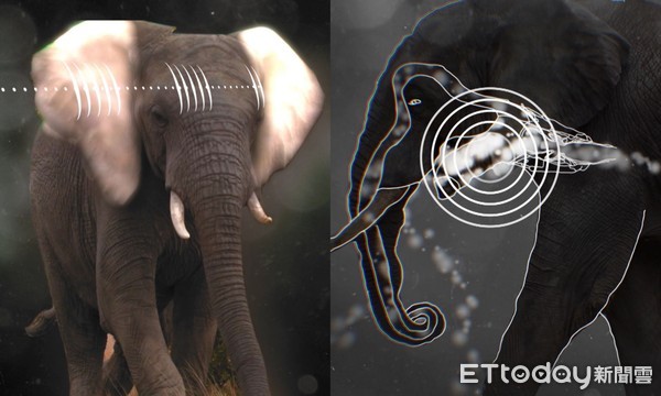 ▲大象耳朵聲道比人類大8倍，寬耳朵和大頭可以幫助牠精準定位聲音來源。