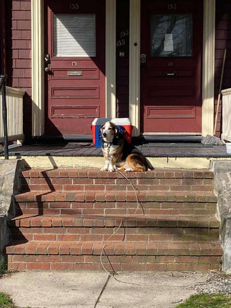 ▲▼萌汪曬太陽提供療癒摸摸 家門口設「消毒站」網友全笑瘋!(圖/翻攝自The Dodo) ▲▼萌汪曬太陽提供療癒摸摸 家門口設「消毒站」網友全笑瘋!(圖/翻攝自The Dodo)