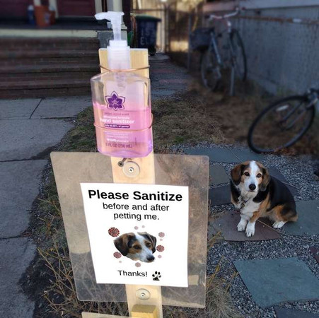 ▲▼萌汪曬太陽提供療癒摸摸 家門口設「消毒站」網友全笑瘋!(圖/翻攝自The Dodo) ▲▼萌汪曬太陽提供療癒摸摸 家門口設「消毒站」網友全笑瘋!(圖/翻攝自The Dodo)