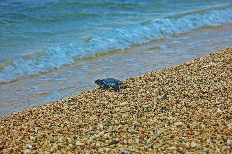 小琉球的綠蠵龜將進入產卵期，自5月起中澳沙灘及潮間帶宵禁半年。（大鵬灣國家風景區官網／李思緯攝影）