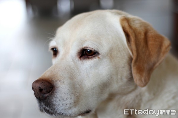 ▲美國賓州大學訓練8隻拉不拉多犬 「聞」出新冠病毒患者。（示意圖／取自免費圖庫Pixabay）